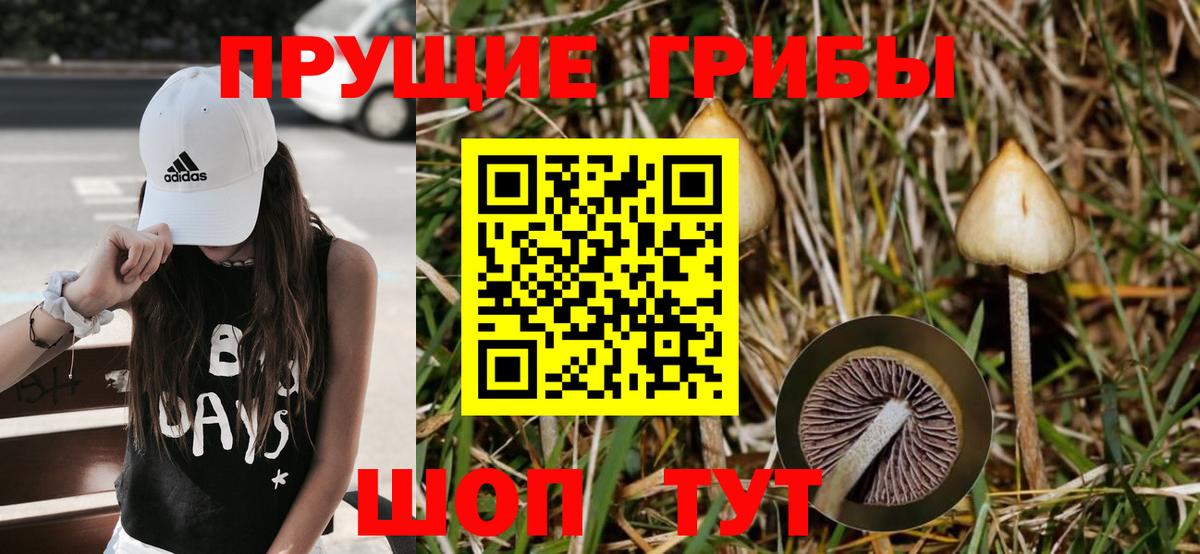 Губаха  Галлюциногенные грибы Psilocybine cubensis  Вход с VPN 